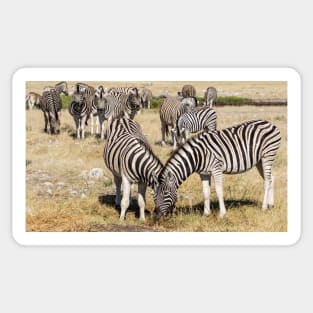 Zebra group. Sticker